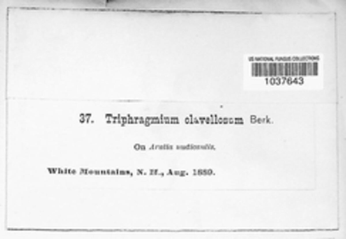 Triphragmium clavellosum image